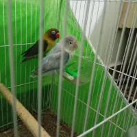 کوتوله برزیلی|پرنده|تایباد, |دیوار