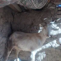 بز سانان|حیوانات مزرعه|خوسف, |دیوار