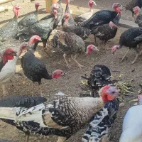 بوقلمون|حیوانات مزرعه|تربت جام, کشتارگاه|دیوار
