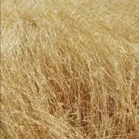 گندم ۳۰۰ کیلو