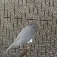 قناری نر سوپری|پرنده|رشت, صفاری|دیوار