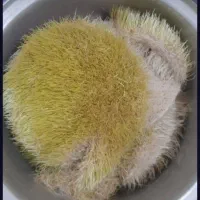 سمنوی سنتی اعلای گل گندم