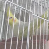 عروس هلندی ، مرغ کوشین ، کبوتر و گرینچیک