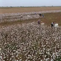 دسته کارگر برای برداشت پنبه