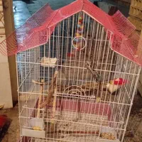 قفس عروس هلندی