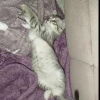 بچه گربه|گربه|اردبیل, |دیوار