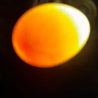 تخم عروس هلندی .