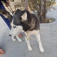 هاسکی اصیل، سالم و بسیار سرحال یا|سگ|دشمن زیاری, |دیوار