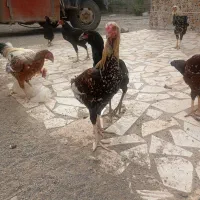 چندتا خروس افغان ولاری ومحلی|حیوانات مزرعه|کهنوج, |دیوار