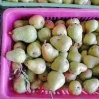 گلابی فرنگی