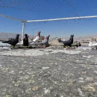 کفتر|پرنده|شیراز, کوشک میدان|دیوار