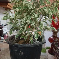گل بنجانین