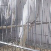 عروس هلندی آلبینو|پرنده|ری, امین آباد|دیوار