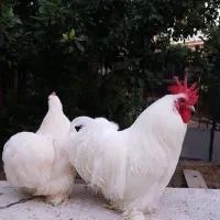 جوجه کوشین  معاوضه هم میشه   چیزی بکارم بیاد