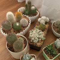گلدان (دیش گاردن) کاکتوس