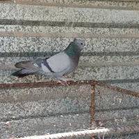 سبز