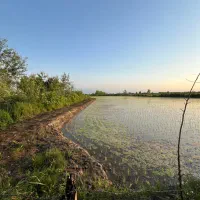 8000هزار-متر-شالیزار-درجه-یک