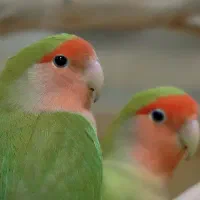 یک جفت طوطی برزیلی