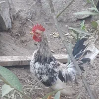 خروس چاپنیز کف خواب|حیوانات مزرعه|تویسرکان, |دیوار