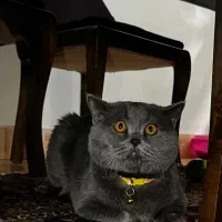 گربه اسکاتیش اصیل وارداتی قیمت مناسب