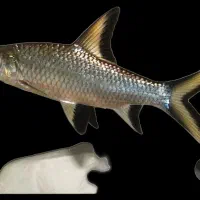 ماهی سیلور شارک