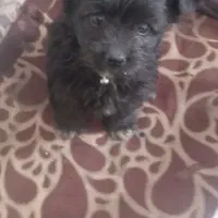 واگذاری۲تاتوله سگ‌ پاپی۲ماهه شیطون بانمک