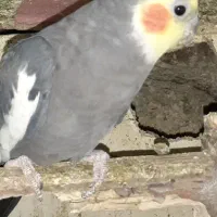 عروس هلندی نر۲ساله ۹۰۰تومن