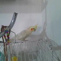 عروس هلندی|پرنده|زنجان, |دیوار