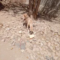 سهرابی|سگ|اسدآباد, |دیوار