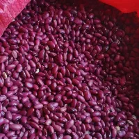 لوبیا|عمدهفروشی|بزینه رود, |دیوار