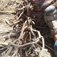 فسیل کلوته|گل و گیاه طبیعی|کهنوج, |دیوار