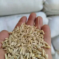 جو دامی