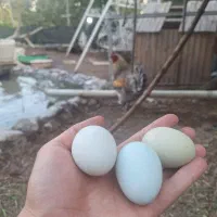 تخم مرغ سبز و آبی نژاد آیسبار و مکنزی