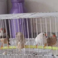 فروش فوری فنچ کینک درشت