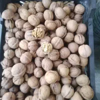 گردو چرب و خوشمزه و ارگانیک|خوردنی و آشامیدنی|فیروزکوه, |دیوار