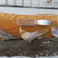 جوجه دوتا سیامون یک لوتینو سیامون دونه 300لوتین400