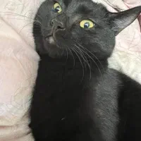 مفقودی گربه