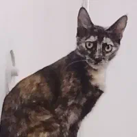گربه