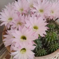 کاکتوس زیبا