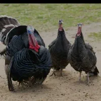 تعدادی بوقلمون و مرغ شاخدار|حیوانات مزرعه|پلدختر, |دیوار