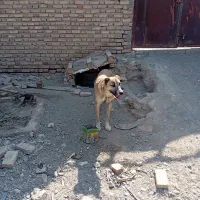 سگ نگهبان