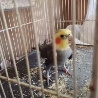 پرنده|پرنده|قلندر آباد, |دیوار