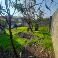 فروش زمین ۱۱۹متری بلوار امام علی کوی زمان(توت دار)|فروش زمین و ملک کلنگی|رشت, آب آسیاب|دیوار