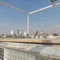 تعداد ی کبوتر|پرنده|ماهدشت, |دیوار