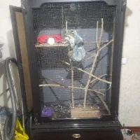 قفس پرنده