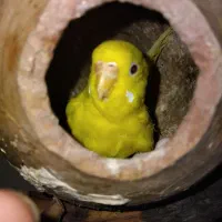 یک جفت مرغ عشق فروشی  معاوضه هم دارم