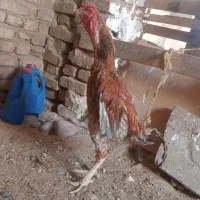 خروس لاری اصیل