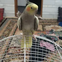 عروس هلندی سخن گو