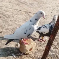 کفتر نروماده سینه سلیمونی|پرنده|شیراز, سعدیه جنوبی|دیوار