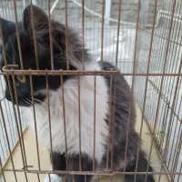 گربه خانگی|گربه|کرمانشاه, |دیوار